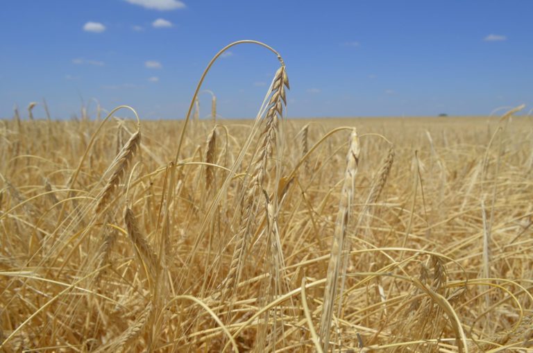 Еленовский комбинат хлебопродуктов производит оптовые закупки зерна пшеницы
