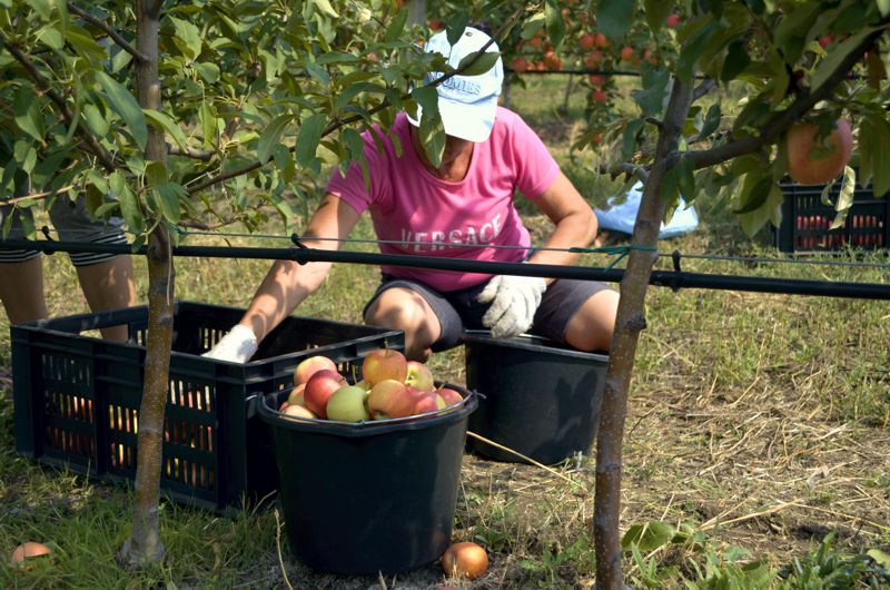 В Тельмановском районе ДНР собрали первый урожая яблок Суперинтенсивного сада