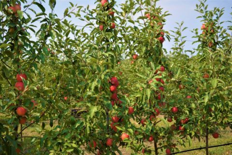 Новый урожай яблок из Тельмановского района вскоре поступит на прилавки торговых сетей и рынков. (Видео)