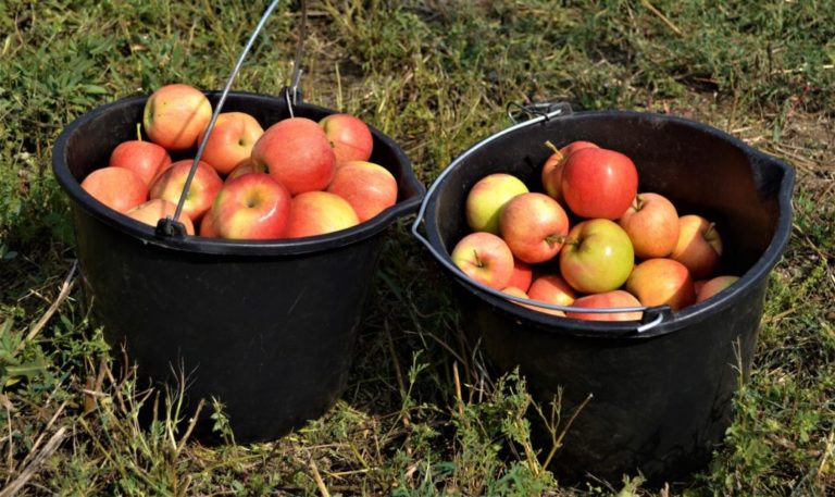 Проходит сбор первого урожая суперинтенсивного яблоневого сада в Тельмановском районе ДНР (видео)