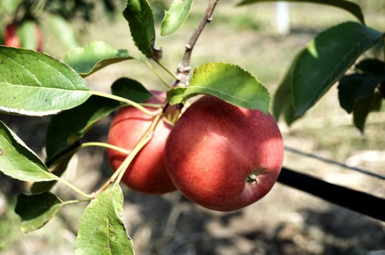 В Тельмановском районе ДНР собрали первый урожая яблок Суперинтенсивного сада
