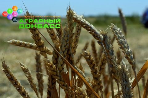 Телеканал Оплот ТВ рассказал о Государственной Корпорации «Аграрный Донбасс». (Видео)