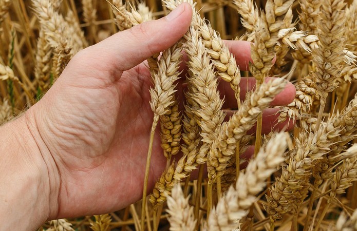 ГК «Аграрный Донбасс» рассчитывает на хорошую урожайность зерновых и технических культур в 2020 году
