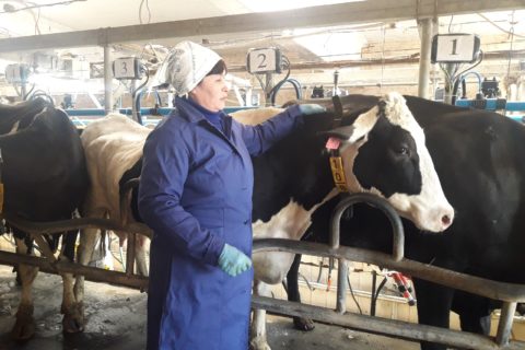 В МТК отделения «Приморское» средний надой молока на 1 дойную корову увеличился на 2,5 литра (видео)