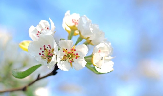 «Сады Донбасса» проводят работы по благоустройству и уходу за яблоневым садом