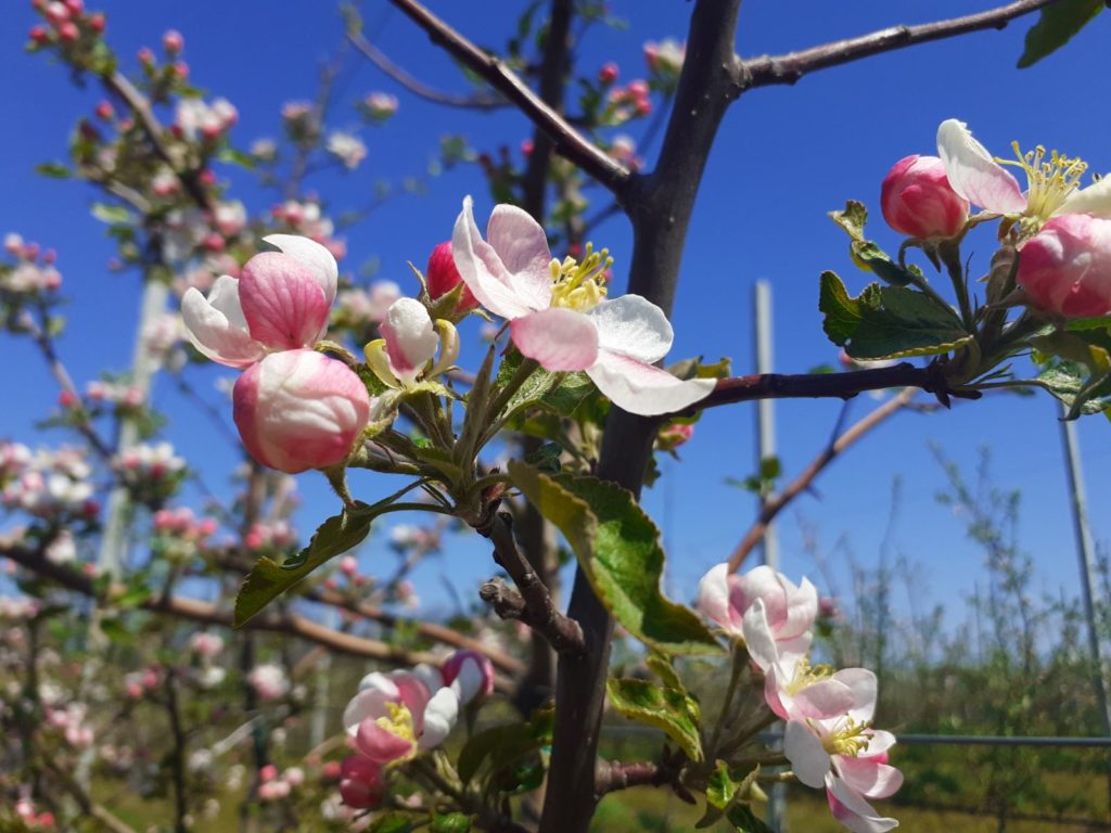 В Тельмановском районе зацвёл суперинтенсивный яблоневый сад (фото)