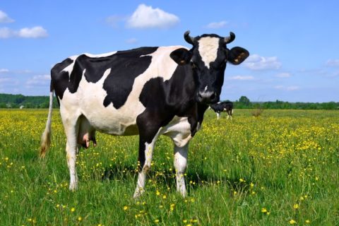 В отделении «Таировское» увеличился удой молока и поголовье крупного рогатого скота