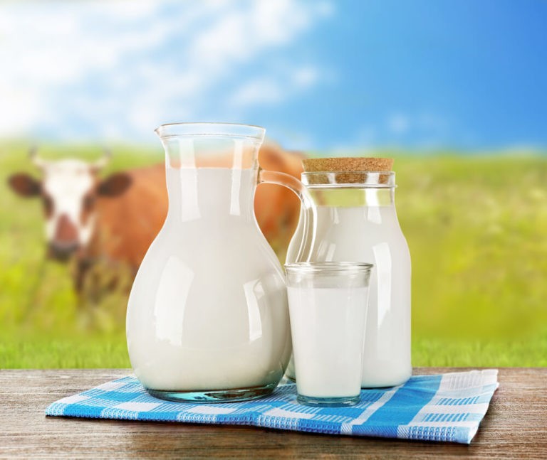 На ГП «Заря Агро» увеличился надой молока