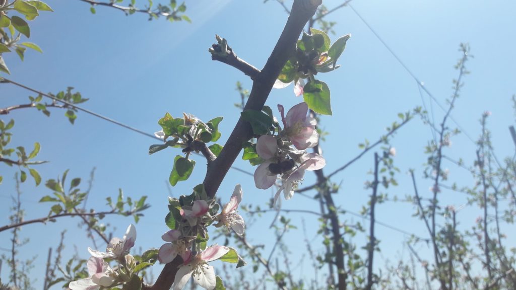 В Тельмановском районе зацвёл суперинтенсивный яблоневый сад (фото)