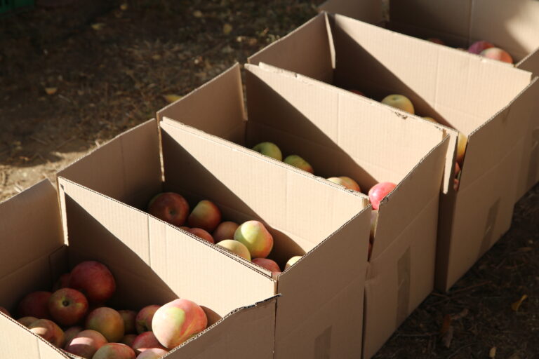 ГК «Аграрный Донбасс» оптом реализует яблоки из суперинтенсивного яблоневого сада