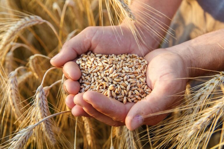 Для ГП «Заря Агро» определены объёмы экспорта пшеницы 2-4 класса