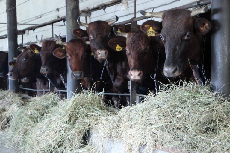 ГП «Заря Агро» продолжает развивать направление молочного животноводства