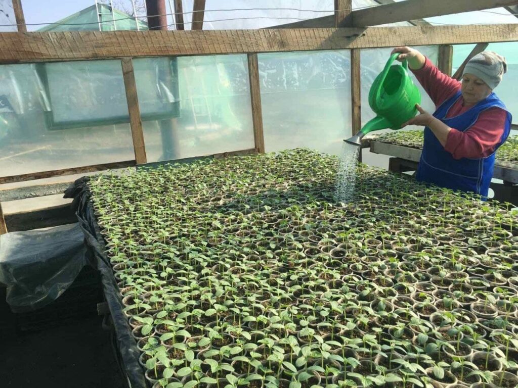 Отделение «Таировское» ГП «Агро-Донбасс» развивает направление выращивания овощей в закрытом грунте (фото)