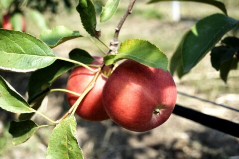 В суперинтенсивном яблоневом саду проведена обрезка деревьев (фото)