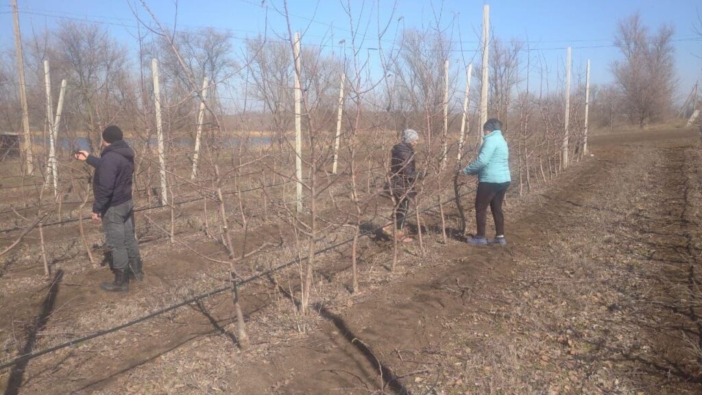 В суперинтенсивном яблоневом саду проведена обрезка деревьев (фото)