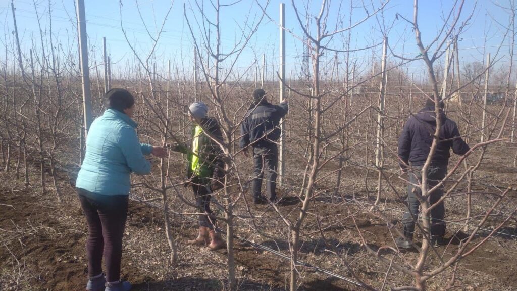 В суперинтенсивном яблоневом саду проведена обрезка деревьев (фото)