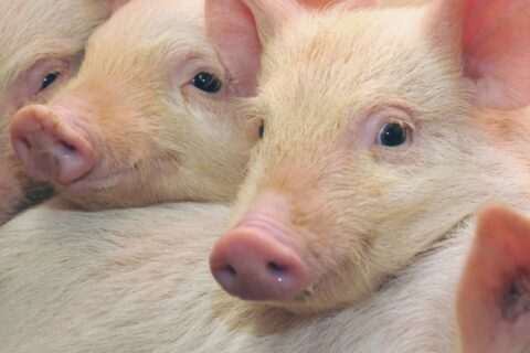 ГП «Заря Агро» увеличивает поголовье свиней